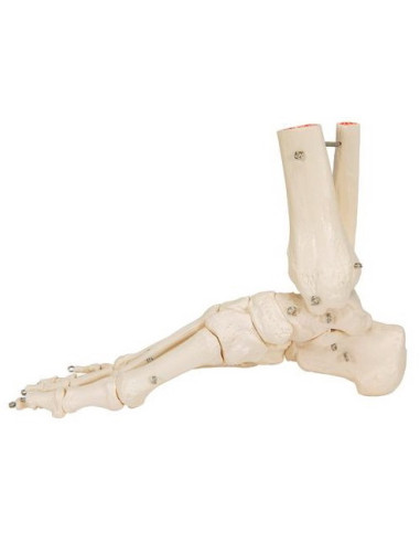 Kosti stopala i gležnja