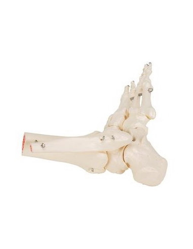 Kosti stopala i gležnja