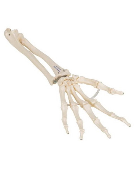 Kosti ruke - podlaktica