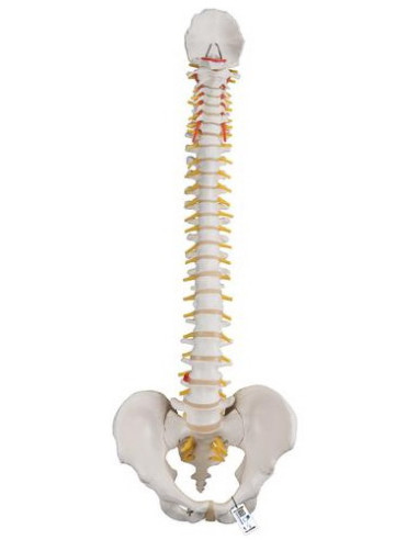 Kralježnica fleksibilna klasik