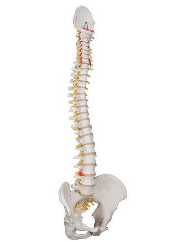 Kralježnica fleksibilna klasik