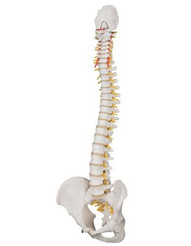 Kralježnica fleksibilna klasik