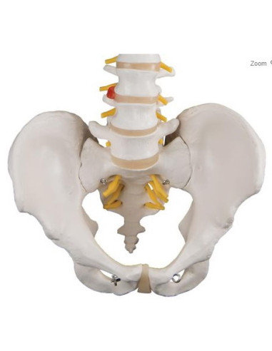 Kralježnica fleksibilna klasik