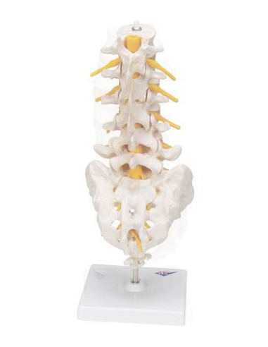 Lumbalna kralježnica