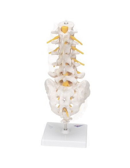 Lumbalna kralježnica