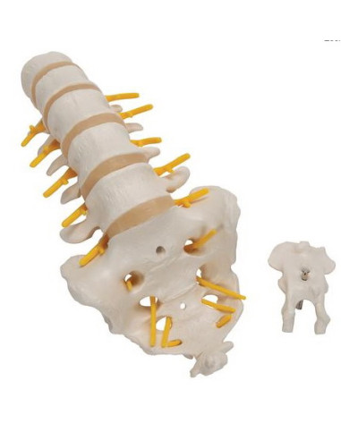 Lumbalna kralježnica