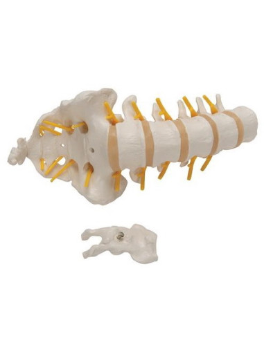 Lumbalna kralježnica