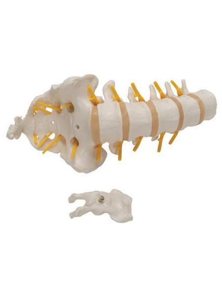 Lumbalna kralježnica