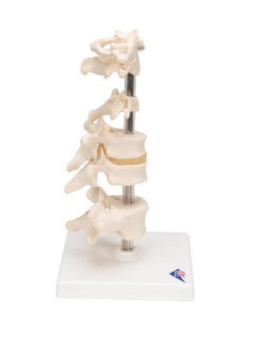 Set kralješaka na stalku