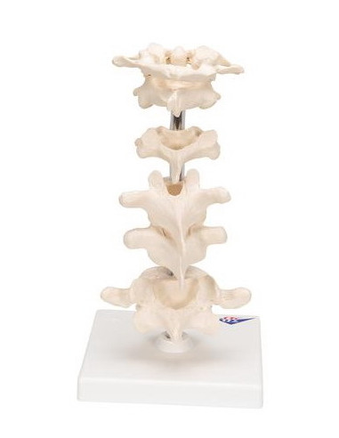 Set kralješaka na stalku