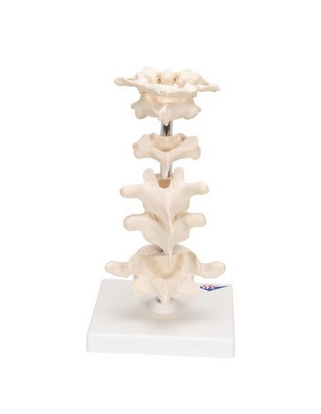 Set kralješaka na stalku