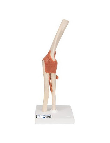 Zglob lakta s ligamentima i hrskavicom