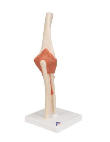 Zglob lakta s ligamentima i hrskavicom