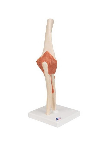 Zglob lakta s ligamentima i hrskavicom