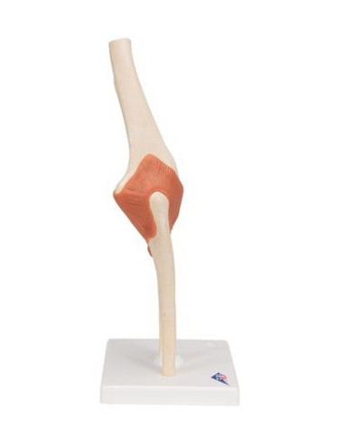 Zglob lakta s ligamentima i hrskavicom