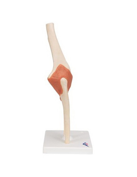 Zglob lakta s ligamentima i hrskavicom