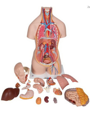 Torzo otvoreni vrat i leđa, 18 dijelova