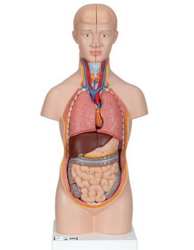 Torzo mini 12 dijelova