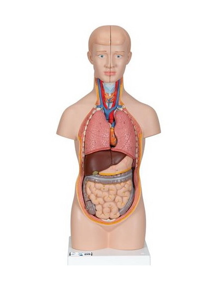 Torzo mini 12 dijelova