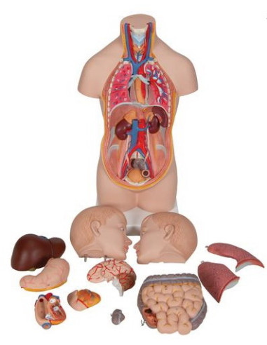 Torzo mini 12 dijelova