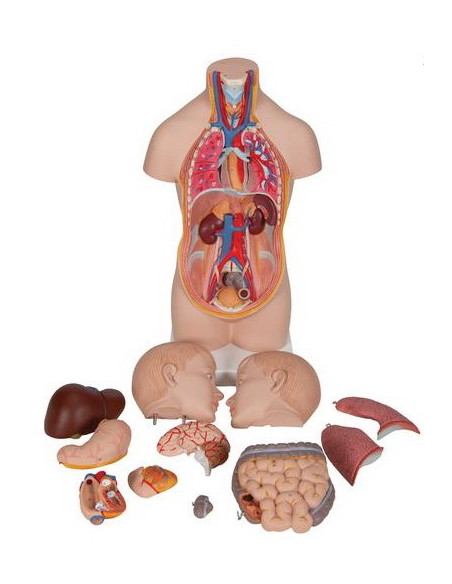 Torzo mini 12 dijelova