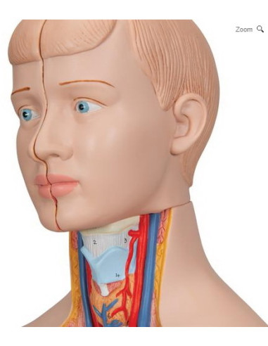 Torzo mini 12 dijelova