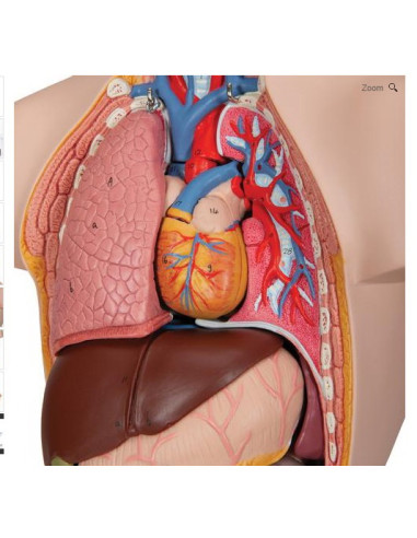 Torzo mini 12 dijelova