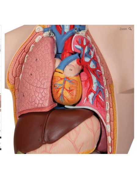 Torzo mini 12 dijelova