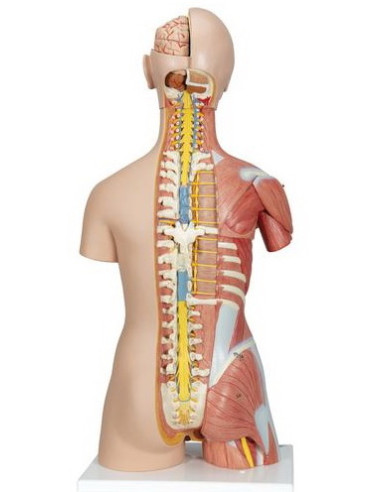 Torzo deluxe, 31 dio