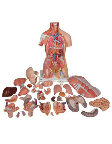 Torzo deluxe, 31 dio