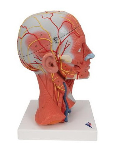 Muskulatura glave i vrata