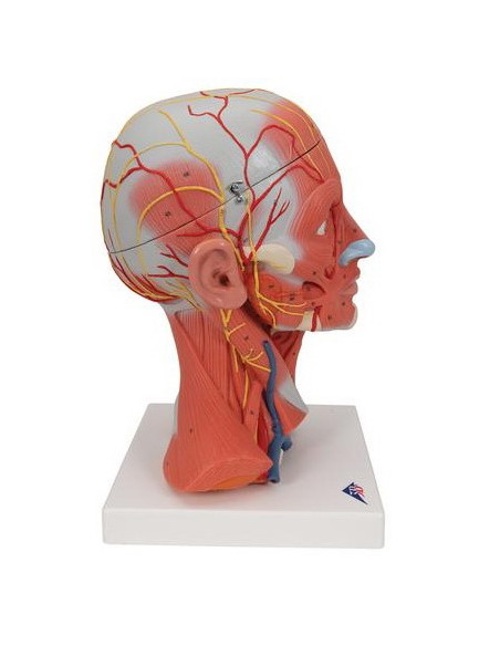 Muskulatura glave i vrata