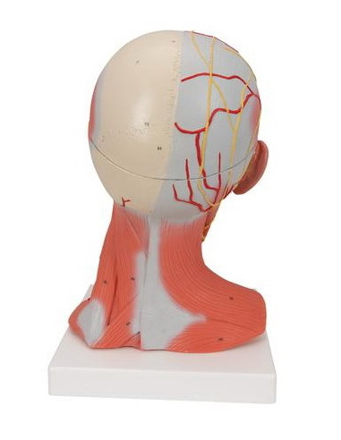 Muskulatura glave i vrata