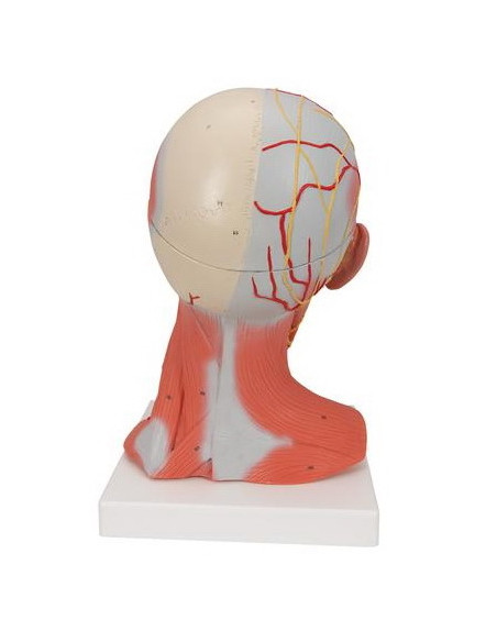 Muskulatura glave i vrata