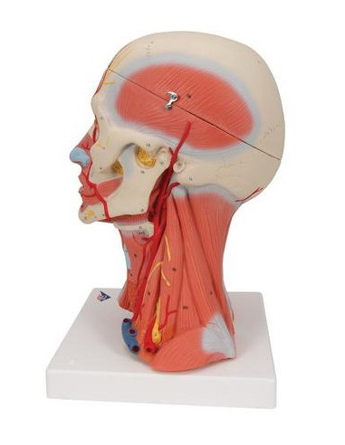 Muskulatura glave i vrata