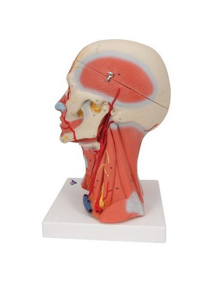 Muskulatura glave i vrata