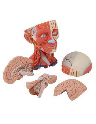 Muskulatura glave i vrata