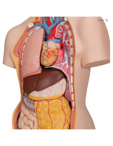 Torzo otvoreni vrat i leđa, 18 dijelova