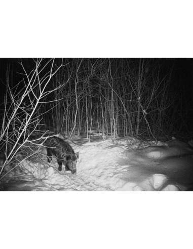 Kamera zamka (lovačka kamera)