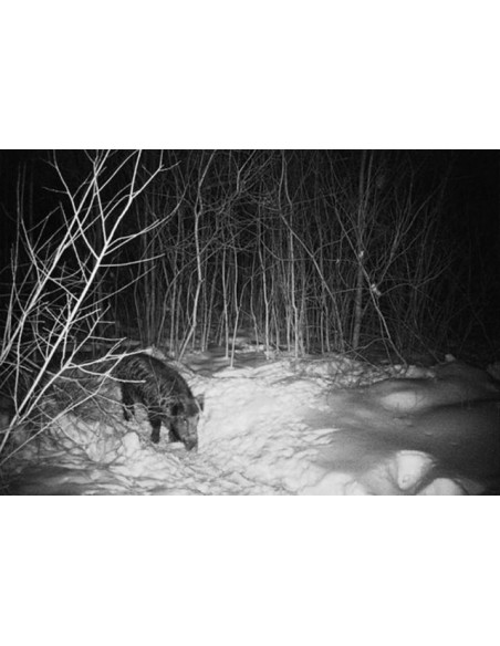 Kamera zamka (lovačka kamera)