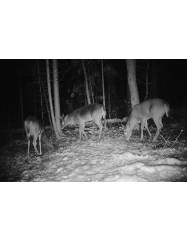 Kamera zamka (lovačka kamera)