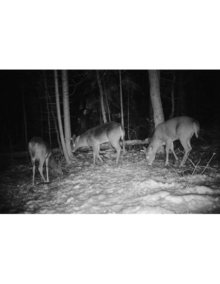 Kamera zamka (lovačka kamera)