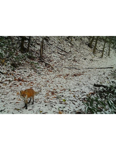 Kamera zamka (lovačka kamera)