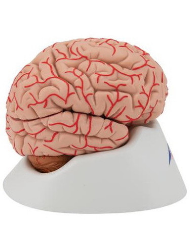 Mozak sa arterijama 9 dijelova