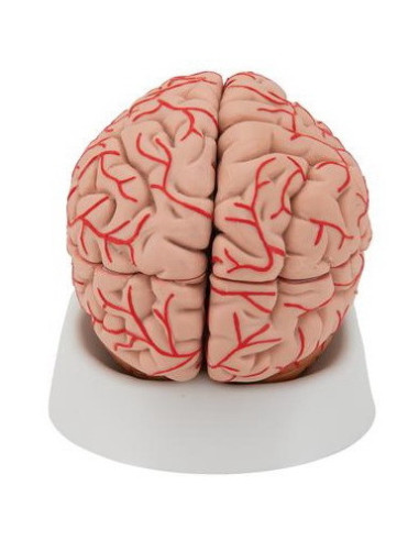 Mozak sa arterijama 9 dijelova