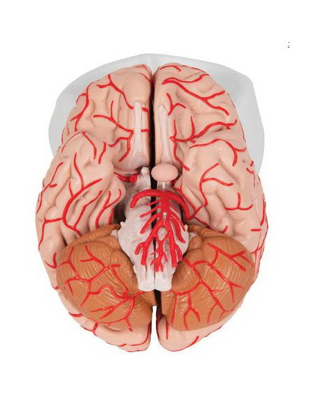 Mozak sa arterijama 9 dijelova