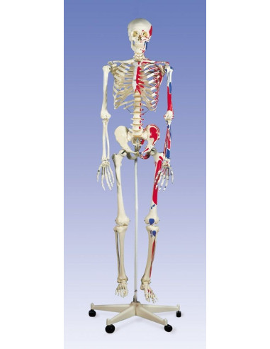 Kostur sa prikazom mišića