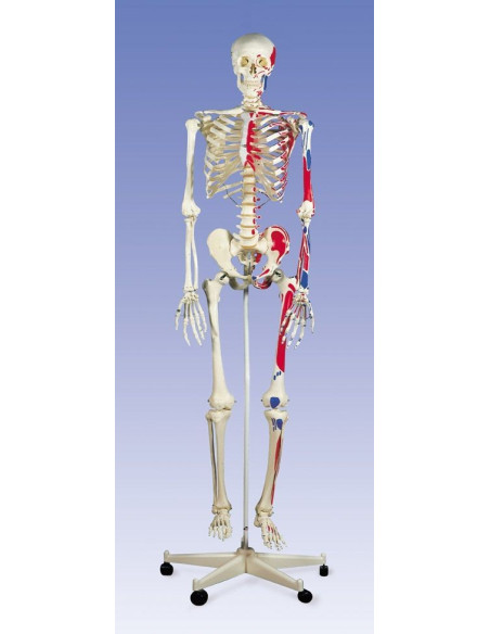 Kostur sa prikazom mišića
