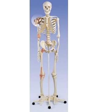 Kostur sa prikazom ligamenata