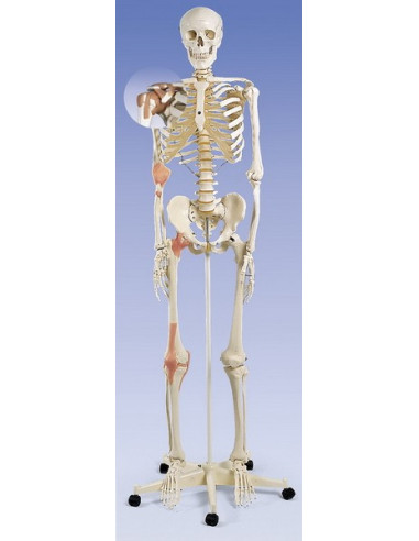 Kostur sa prikazom ligamenata